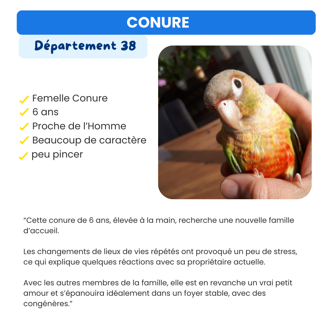 Oiseau à adopter