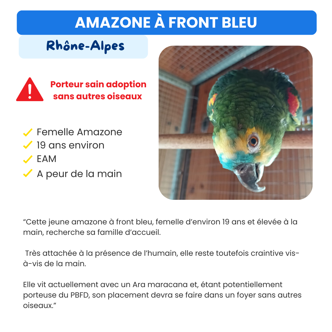 Oiseau à adopter