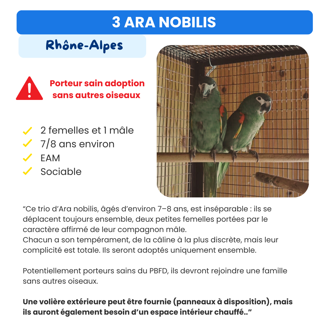 Oiseau à adopter