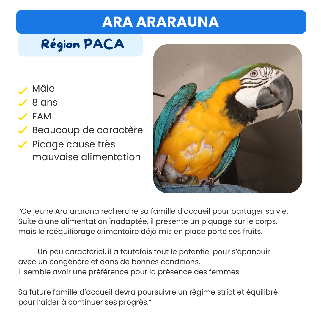 Oiseau à adopter