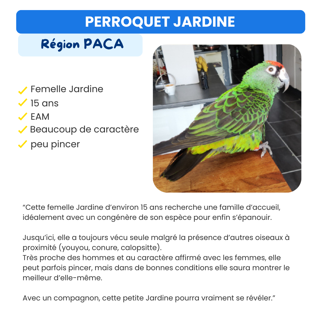 Oiseau à adopter