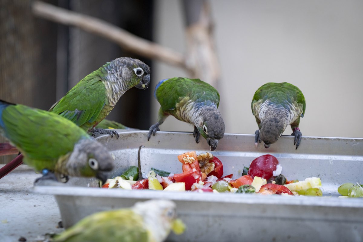 Alimentation perroquet