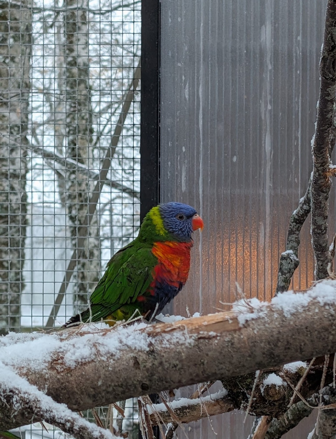 Volière protégée pour l'hiver