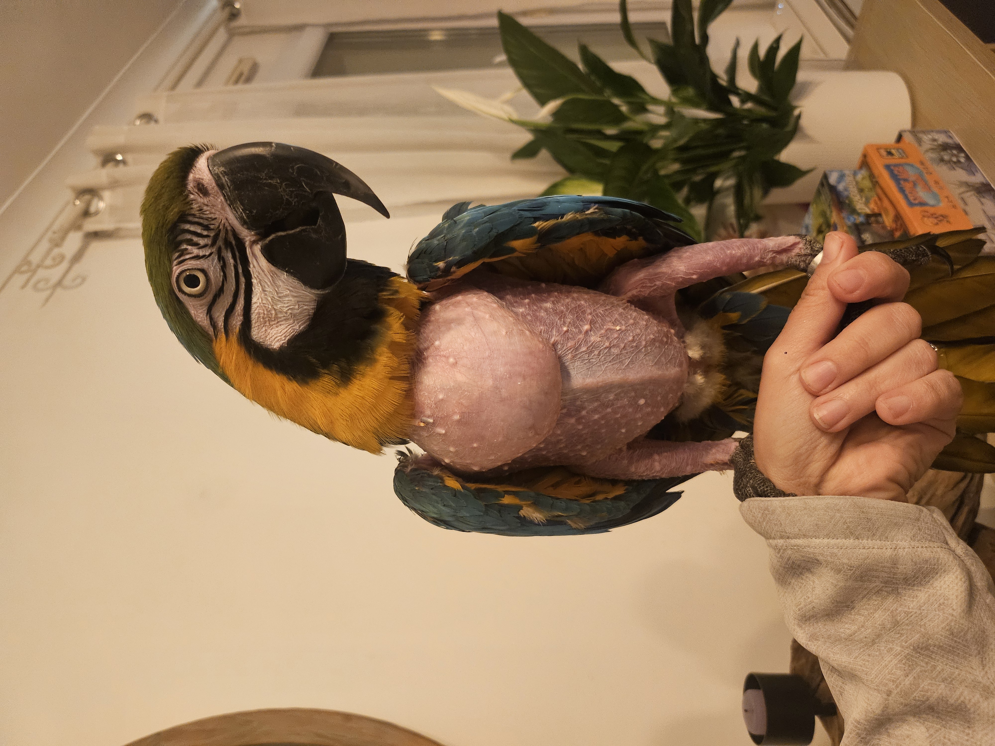 Cagnotte pour l'abri-infirmerie - Image 1