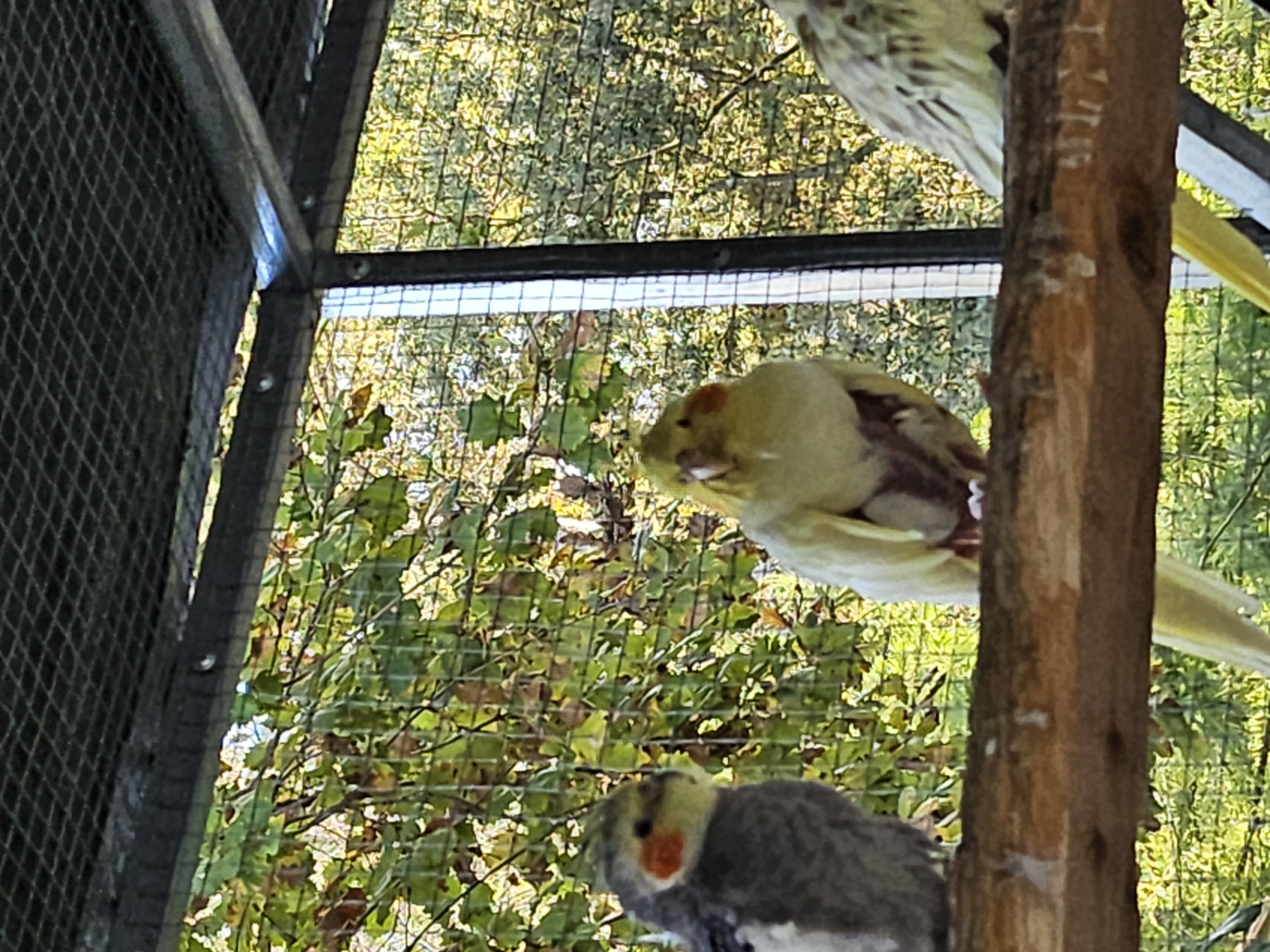 Cagnotte pour l'abri-infirmerie - Image 3