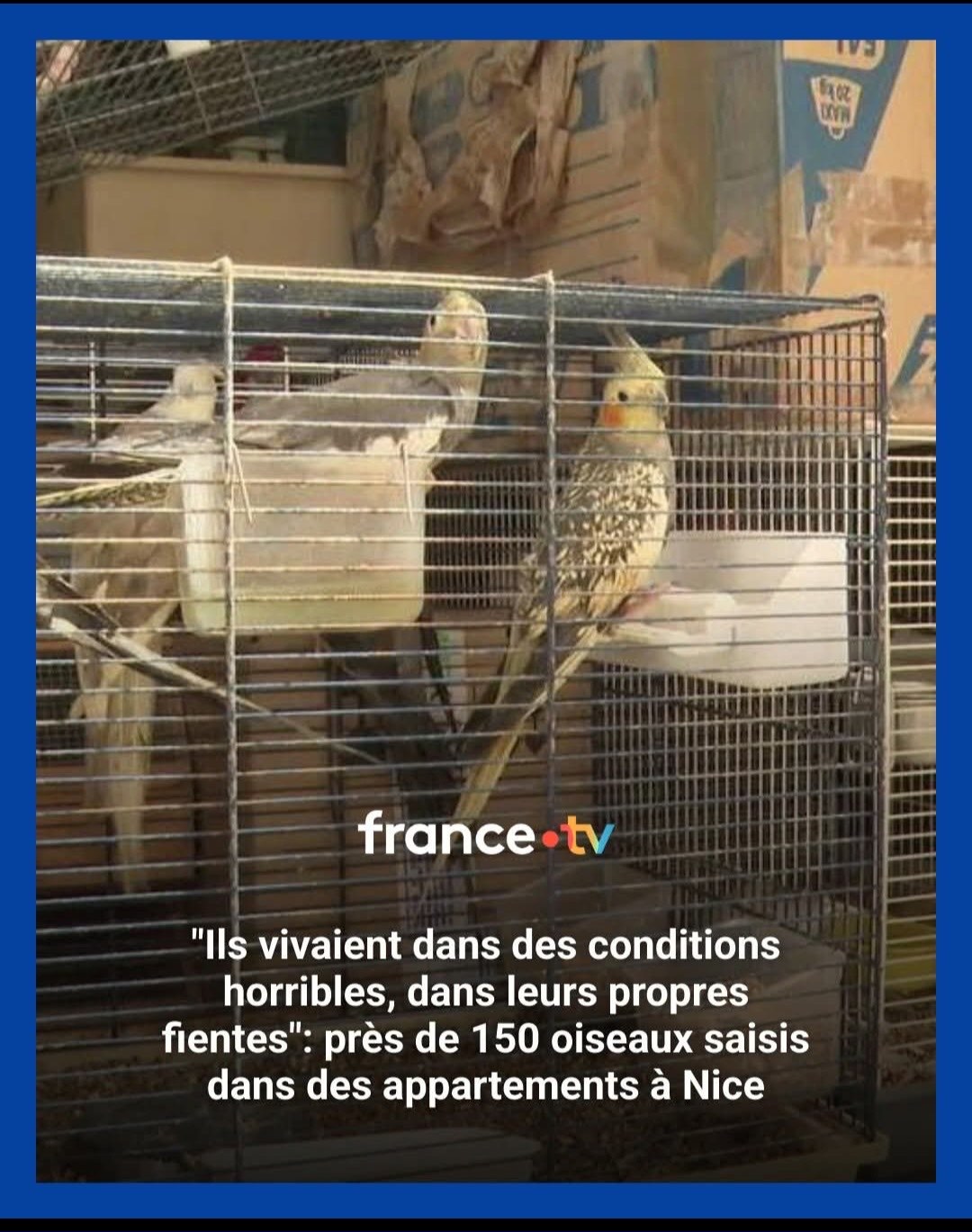 Oiseaux sauvés d'un appartement insalubre
